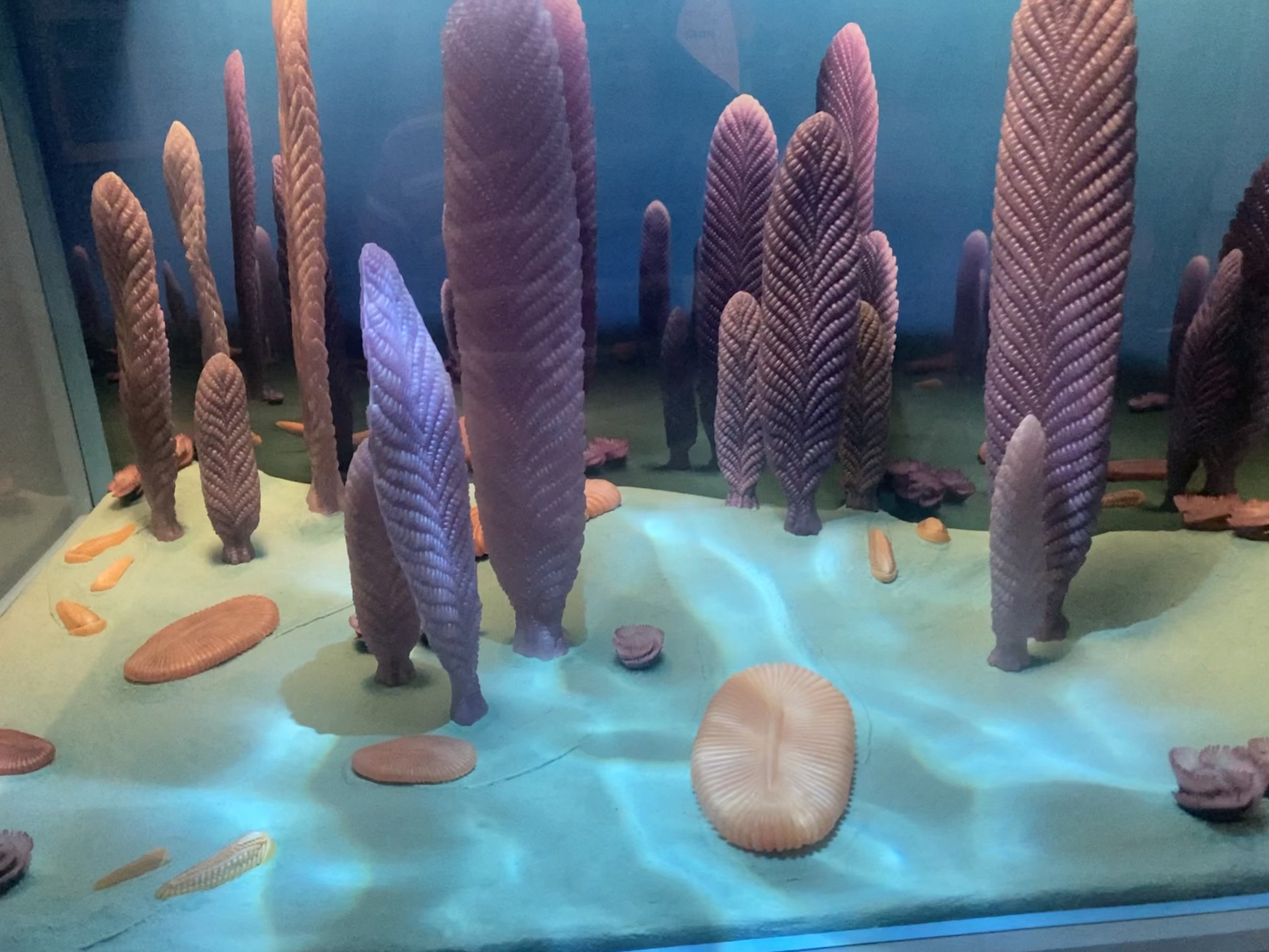Diorama_of_the_Ediacaran_biota_at_the_Field_Museum_in_Chicago.jpg