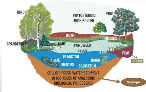 Sapropel-and-peat-in-nature.png